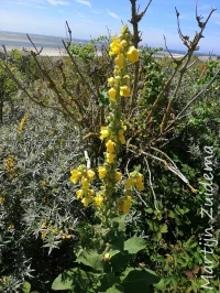 Stalkaars [Verbascum densiflorum]